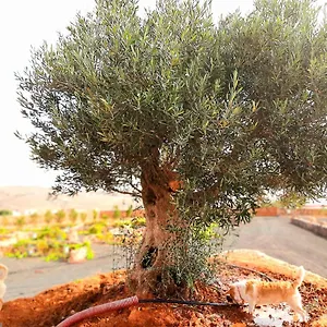 https://agriturismo-el-bounty.in-canary-islands.com